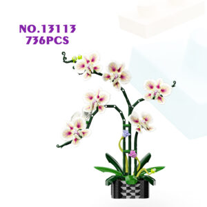 Morandi Cymbidium